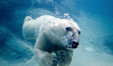 Willy (Wilhelm) the polar bear at the North Carolina Zoo in Asheboro. Image credit: John / CC BY 2.0.