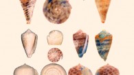 Fossil cone shells and their original colors, from top to bottom rows: Conasprella stenostoma, Conus lombardii, and C. carlottae. Image credit: Jonathan Hendricks / San Jose State University; adapted by Sci-News.com.