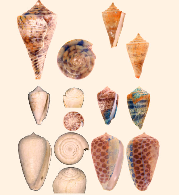 Fossil cone shells and their original colors, from top to bottom rows: Conasprella stenostoma, Conus lombardii, and C. carlottae. Image credit: Jonathan Hendricks / San Jose State University; adapted by Sci-News.com.