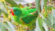 Swift parrot (Lathamus discolor) on Bruny Island, Tasmania, Australia. Image credit: JJ Harrison / CC BY-SA 3.0.