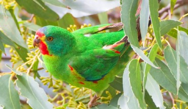 Swift parrot (Lathamus discolor) on Bruny Island, Tasmania, Australia. Image credit: JJ Harrison / CC BY-SA 3.0.