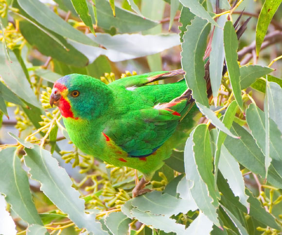 Swift parrot (Lathamus discolor) on Bruny Island, Tasmania, Australia. Image credit: JJ Harrison / CC BY-SA 3.0.