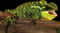 The Alto Tambo woodlizard (Enyalioides altotambo), adult female, 13.2 cm long. Image credit: Luis A. Coloma.