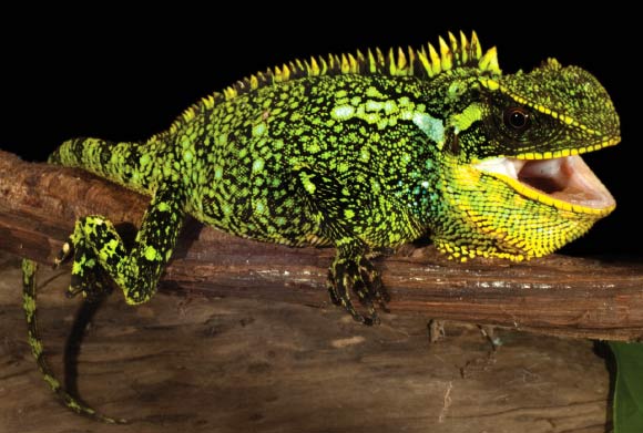 The Alto Tambo woodlizard (Enyalioides altotambo), adult female, 13.2 cm long. Image credit: Luis A. Coloma.