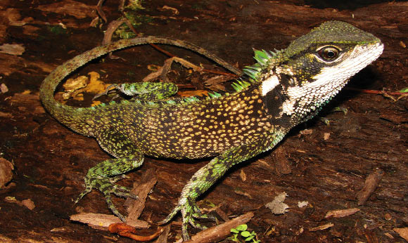 The Rothschild’s woodlizard (Enyalioides sophiarothschildae), adult male, 13.5 cm long. Image credit: Pablo J. Venegas.