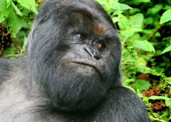 The mountain gorilla (Gorilla beringei beringei). Image credit: Gavin Langille / CC BY-SA 2.0.