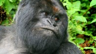 The mountain gorilla (Gorilla beringei beringei). Image credit: Gavin Langille / CC BY-SA 2.0.