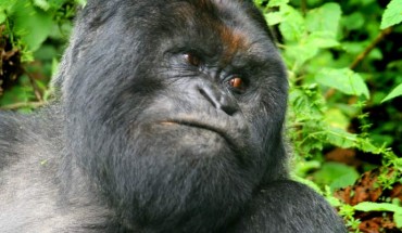 The mountain gorilla (Gorilla beringei beringei). Image credit: Gavin Langille / CC BY-SA 2.0.