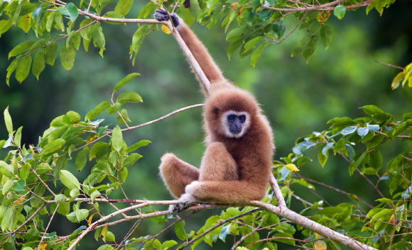 The lar gibbon (Hylobates lar) in the Kaeng Krachan National Park, Phetchaburi, Thailand. Image credit: JJ Harrison / CC BY 3.0.