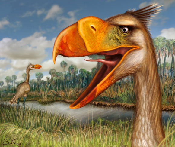 Llallawavis scagliai. Image credit: H. Santiago Druetta.