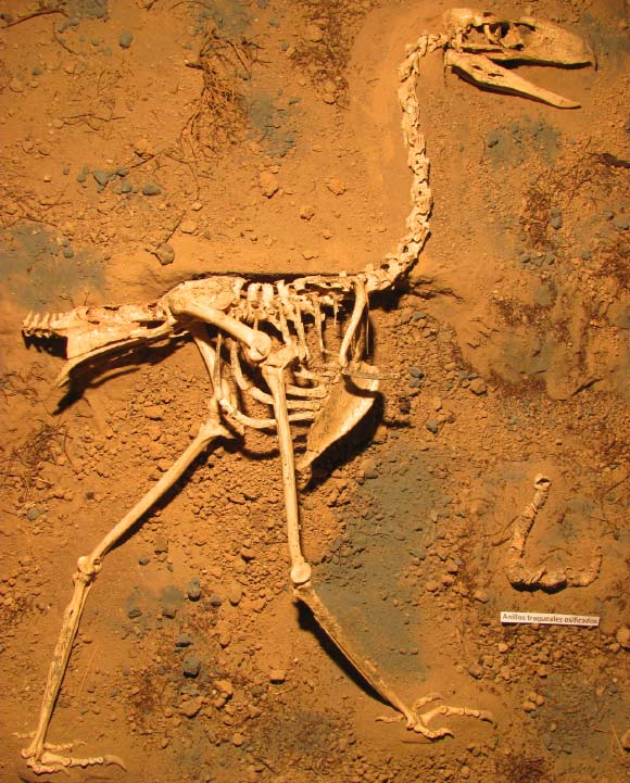 Skeleton of Llallawavis scagliai. Image credit: M. Taglioretti / F. Scaglia.