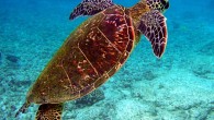 The green turtle (Chelonia mydas). Image credit: Brocken Inaglory / CC BY-SA 3.0.