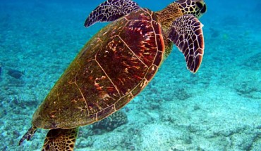 The green turtle (Chelonia mydas). Image credit: Brocken Inaglory / CC BY-SA 3.0.