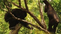 Adult male West African chimpanzee uses tree branch with modified end to stab into a cavity within a hollow tree branch that houses a Senegal bush baby he ultimately captures as his adolescent brother looks on. Image credit: J. D. Pruetz et al / Royal Society Open Science / BBC.