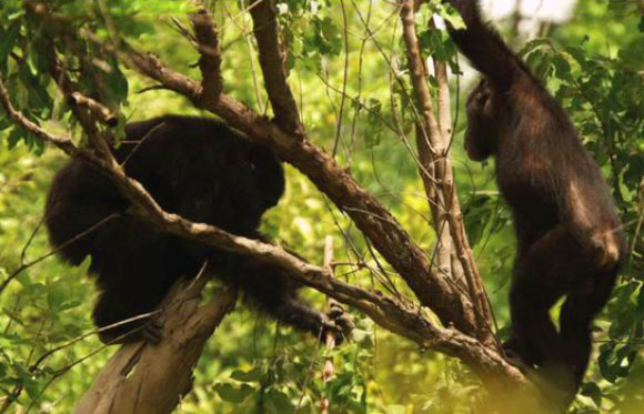 Adult male West African chimpanzee uses tree branch with modified end to stab into a cavity within a hollow tree branch that houses a Senegal bush baby he ultimately captures as his adolescent brother looks on. Image credit: J. D. Pruetz et al / Royal Society Open Science / BBC.