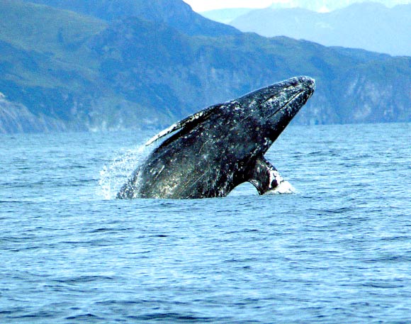 The gray whale (Eschrichtius robustus). Image credit: Merrill Gosho / NOAA.