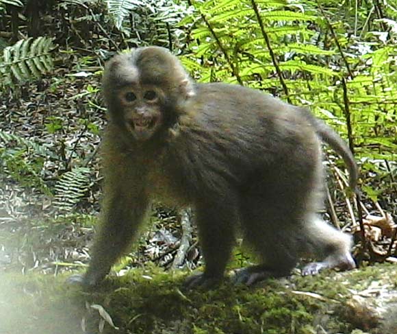 The white-cheeked macaque (Macaca leucogenys), infant. Image credit: Cheng Li et al.