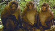 White-cheeked macaques (Macaca leucogenys), juveniles of different age. Image credit: Cheng Li et al.