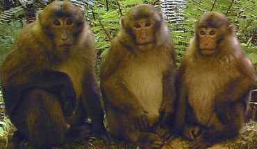 White-cheeked macaques (Macaca leucogenys), juveniles of different age. Image credit: Cheng Li et al.