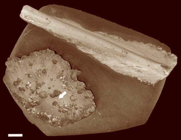 CT reconstruction of 100-million-year-ol sea turtle bones. Arrow indicates borings created by an ancient Osedax worm. Scale bar - 1 cm. Image credit: Silvia Danise / Nicholas Higgs.