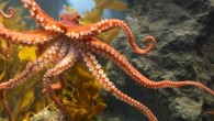 An octopus at the USC Wrigley Marine Science Center on Catalina Island. Image credit: University of Southern California.