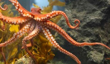 An octopus at the USC Wrigley Marine Science Center on Catalina Island. Image credit: University of Southern California.