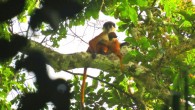 The first photograph ever taken of the Bouvier’s red colobus (Piliocolobus bouvieri): an adult female and infant. Image credit: Lieven Devreese.