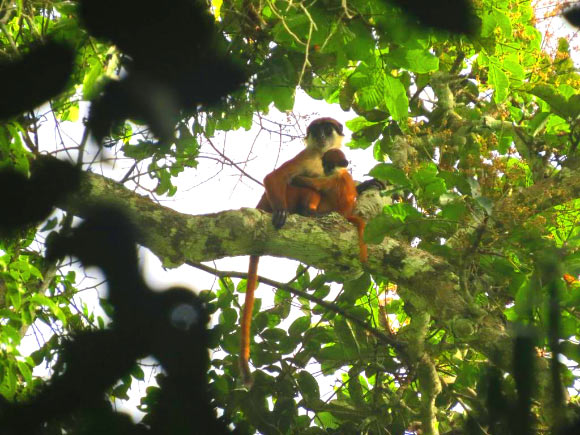 The first photograph ever taken of the Bouvier’s red colobus (Piliocolobus bouvieri): an adult female and infant. Image credit: Lieven Devreese.