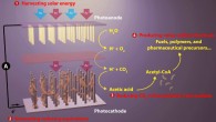 The artificial photosynthesis system has four general components: (i) harvesting solar energy; (ii) generating reducing equivalents; (iii) reducing carbon dioxide to biosynthetic intermediates, and (iv) producing value-added chemicals.