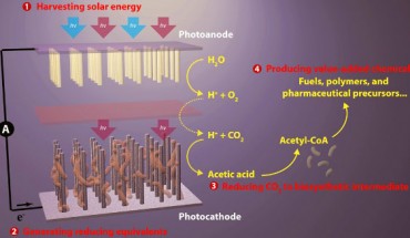 The artificial photosynthesis system has four general components: (i) harvesting solar energy; (ii) generating reducing equivalents; (iii) reducing carbon dioxide to biosynthetic intermediates, and (iv) producing value-added chemicals.