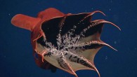 The vampire squid (Vampyroteuthis infernalis). Image credit: MBARI.