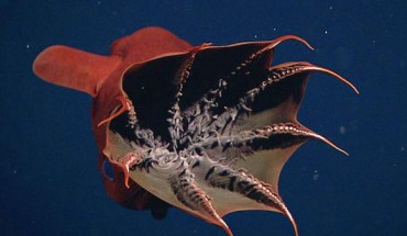 The vampire squid (Vampyroteuthis infernalis). Image credit: MBARI.
