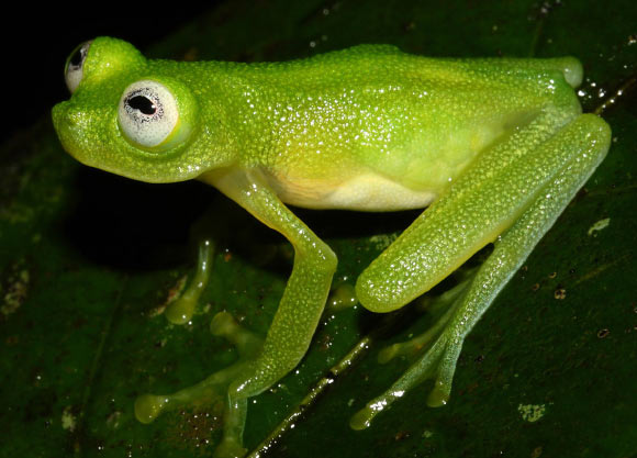 The Diane’s bare-hearted glassfrog (Hyalinobatrachium dianae), adult female. Image credit: Brian Kubicki et al.