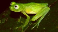 The Diane’s bare-hearted glassfrog (Hyalinobatrachium dianae), adult female. Image credit: Brian Kubicki et al.