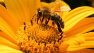 The honey bee (Apis sp.). Image credit: Zarapp.