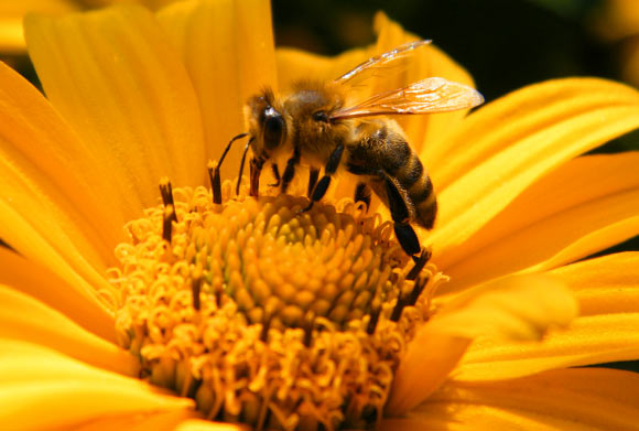 The honey bee (Apis sp.). Image credit: Zarapp.