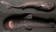A specimen of the pocket shark (Mollisquama parini) from the Gulf of Mexico, young male. Scale bars - 10 mm. Image credit: Mark A. Grace et al.