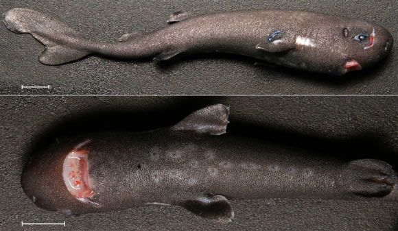 A specimen of the pocket shark (Mollisquama parini) from the Gulf of Mexico, young male. Scale bars - 10 mm. Image credit: Mark A. Grace et al.