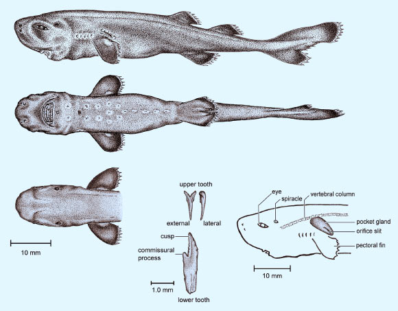 The pocket shark (Mollisquama parini), illustrated to scale. Image credit: Mark A. Grace et al.