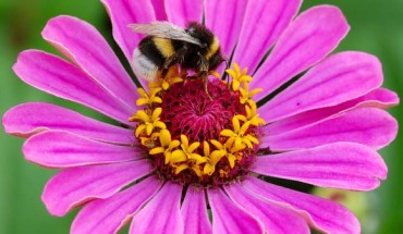 The buff-tailed bumblebee (Bombus terrestris). Image credit: Simon Koopmann / CC BY-SA 2.0 DE.