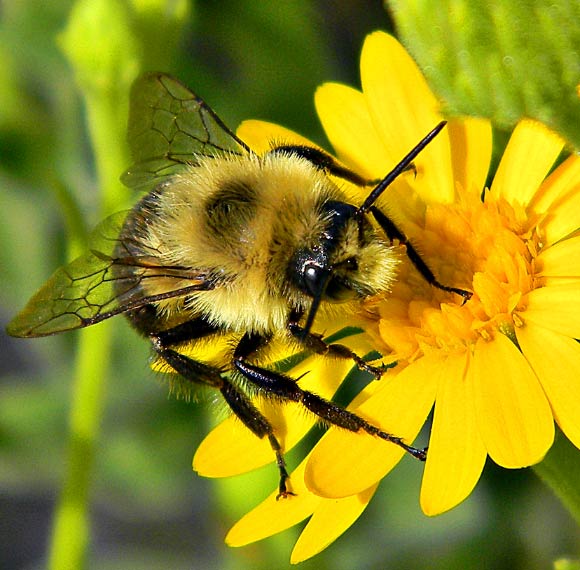 The common eastern bumblebee (Bombus impatiens). Image credit: Bob Peterson / CC BY-SA 2.0.