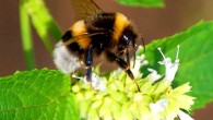 The buff-tailed bumblebee (Bombus terrestris). Image credit: Kintaiyo / CC BY 3.0.
