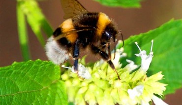 The buff-tailed bumblebee (Bombus terrestris). Image credit: Kintaiyo / CC BY 3.0.