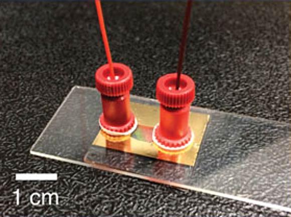 This image shows a nano-lasing device consisting of gold nanoparticle arrays and a microfluidic channel fabricated by sandwiching a 250 μm-thick silicone sheet with a 5-mm-wide and 15-mm-long slit in the center between the gold nanoparticle substrate and a glass microscope slide. Image credit: Ankun Yang et al.