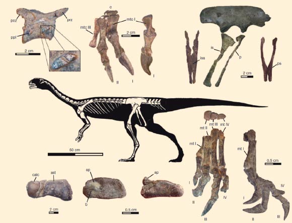Skeletal anatomy of Chilesaurus diegosuarezi. Image credit: Fernando E. Nova et al.