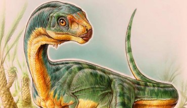 Chilesaurus diegosuarezi was up to 3 meters long; the different parts of its body were adapted to a particular diet and way of life, which was similar to other groups of dinosaurs. Image credit: Gabriel Lio.