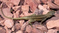 Liolaemus scorialis, male, 7 km NW of the summit of the Antuco Volcano, near the Laja Lagoon, Biobio Region, Chile. Image credit: Troncoso-Palacios J et al.