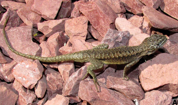 Liolaemus scorialis, male, 7 km NW of the summit of the Antuco Volcano, near the Laja Lagoon, Biobio Region, Chile. Image credit: Troncoso-Palacios J et al.