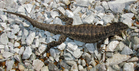 Liolaemus zabalai, male, near Los Barros, Laja Lagoon, Biobio Region, Chile. Image credit: Troncoso-Palacios J et al.