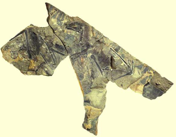 The only known specimen of Yi qi. Image credit: Xiaoting Zheng.